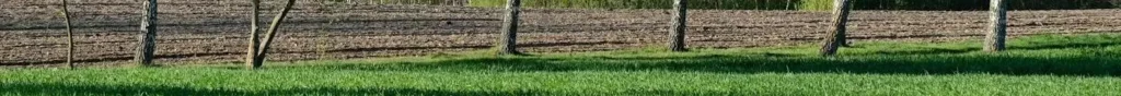 Des arbres au bord d'un champ. Dans qui s'engager ? l’écologie, par exemple